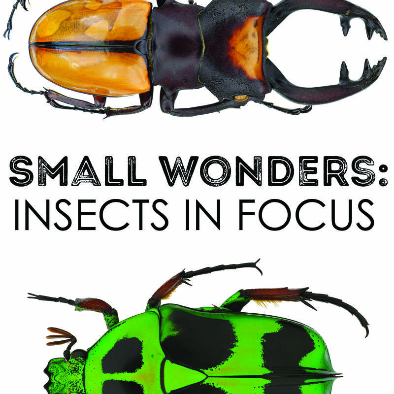 The Bishop Museum of Science and Nature – Insects in Focus | USA Art News