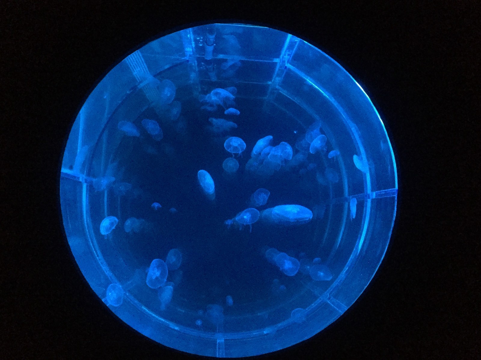 Rimini Protokoll. Win><win. 2017 Aquarium with live jellyfishes Photo of multimedia installation in the museum "Garage". Photo: © Art Magazine