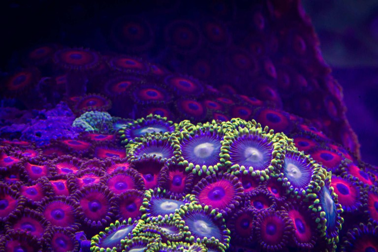 Macro Timelapse Revealing the Gorgeous Colors of Coral | USA Art News